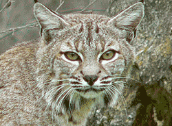 bobcat